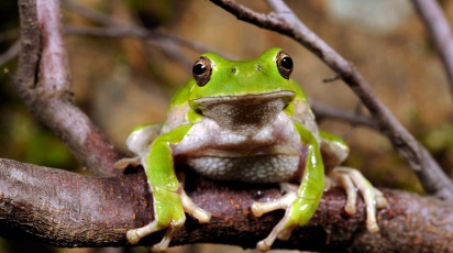 Sardinian tree frog, Tyrrhenian tree frog // Tyrrhenischer Laubfrosch (Hyla sarda) - Sardinia, Italy